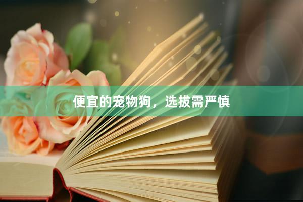 便宜的宠物狗,选拔需严慎