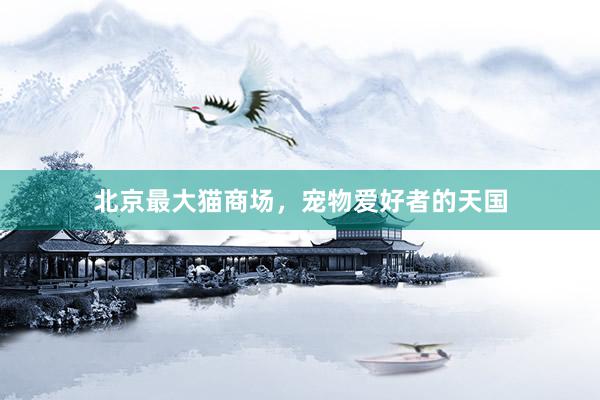 北京最大猫商场，宠物爱好者的天国